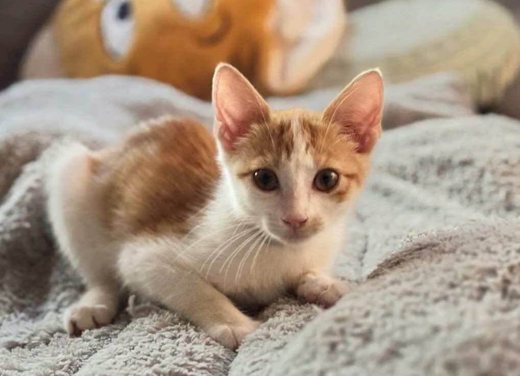 Limun 🐾 nicht sauer sondern süß 🍋, male puppy mixed breed for adoption at Heroes for Cyprus Cats / Zypernkatzen, Kirchheim bei München