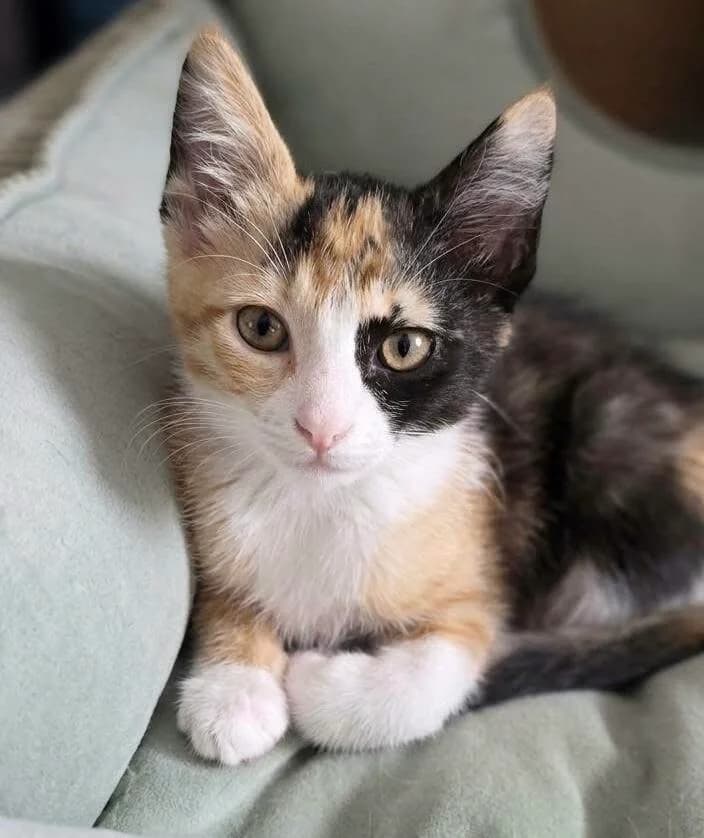 Blossom 🐾 die zarte Blüte 🌸, female puppy mixed breed for adoption at Heroes for Cyprus Cats / Zypernkatzen, Kirchheim bei München