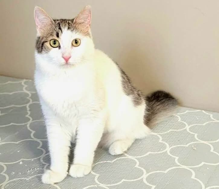Pearl 🐾 die besondere Katze, female puppy mixed breed for adoption at Heroes for Cyprus Cats / Zypernkatzen, Kirchheim bei München
