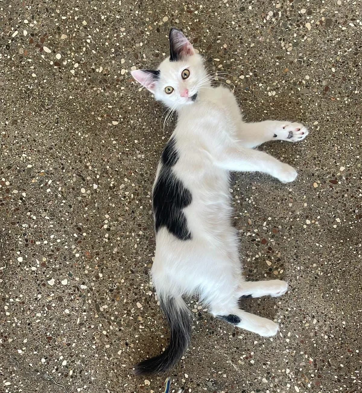 Guinness 🐾 die Energiebombe ⚡️, male puppy mixed breed for adoption at Heroes for Cyprus Cats / Zypernkatzen, Kirchheim bei München