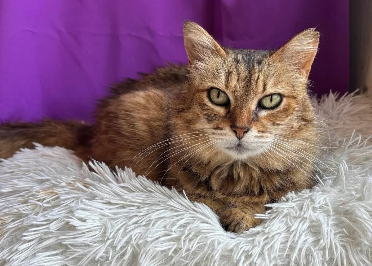 Foxy Dasha 🐾 die Vertrauensvolle, female 4yo mixed breed for adoption at Heroes for Cyprus Cats / Zypernkatzen, Kirchheim bei München
