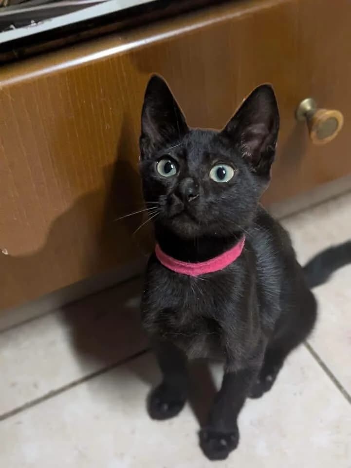 Rowena 🐾 mag Menschen & Katzen, female puppy mixed breed for adoption at Heroes for Cyprus Cats / Zypernkatzen, Kirchheim bei München