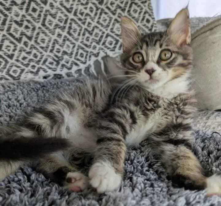 Baffie 🐾 mit der schwarzen Nase, female puppy mixed breed for adoption at Heroes for Cyprus Cats / Zypernkatzen, Kirchheim bei München