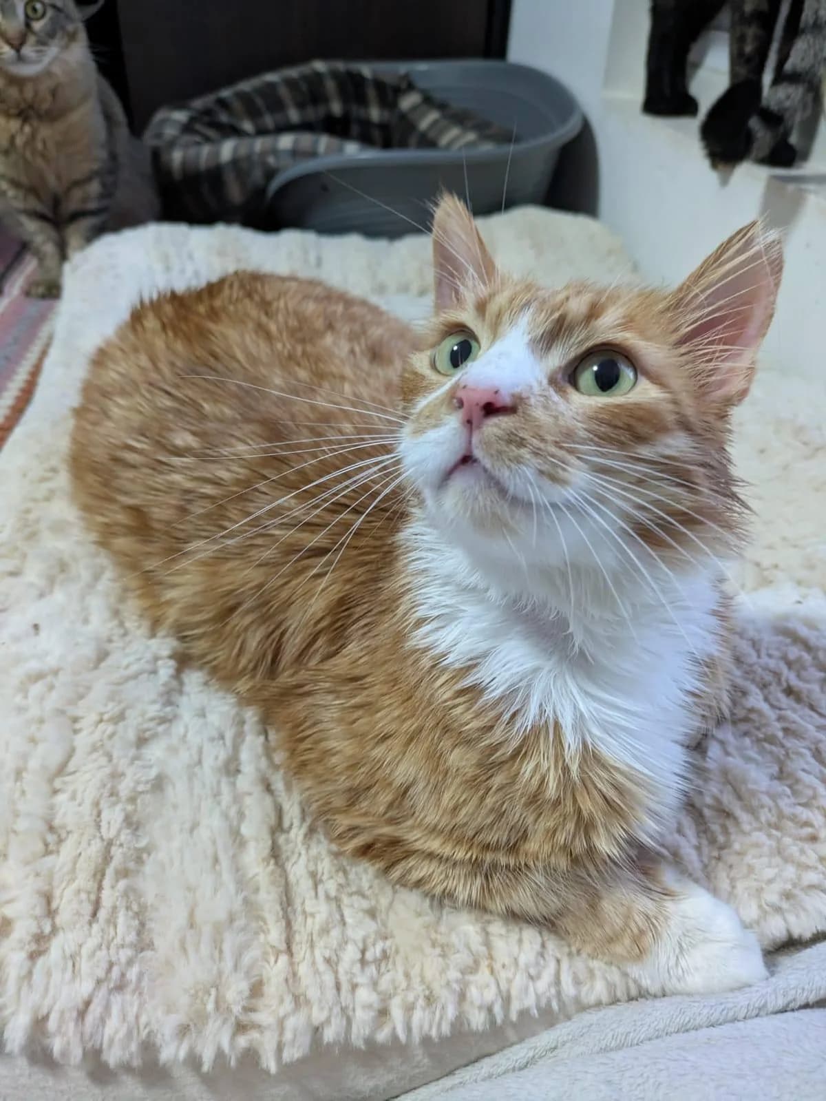 Tiger Mai 🐾 der Herzensbrecher ♥️, weiss male young mixed breed for adoption at Heroes for Cyprus Cats / Zypernkatzen, Kirchheim bei München