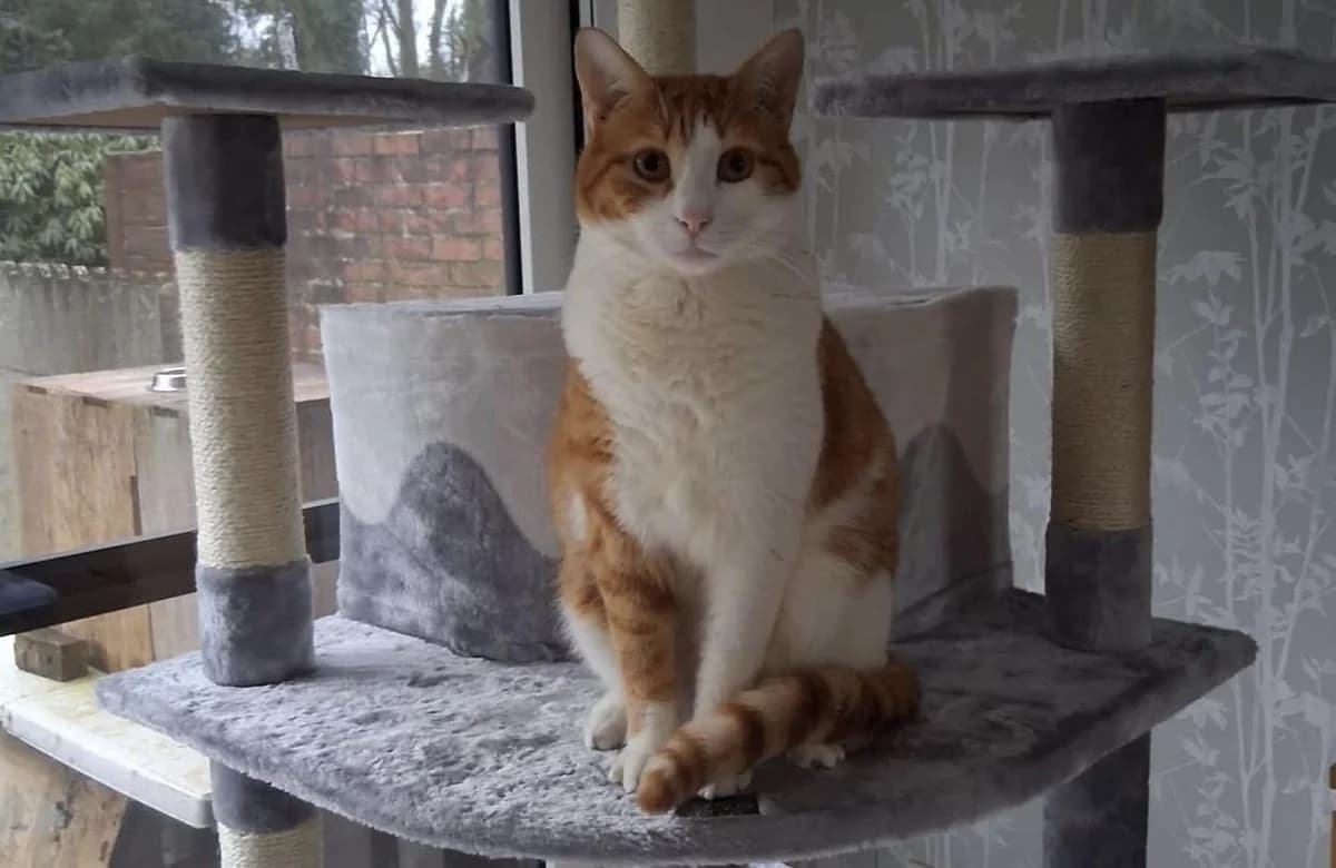 Sunny 🐾 war nicht mehr gewollt, male young mixed breed for adoption at Heroes for Cyprus Cats / Zypernkatzen, Kirchheim bei München