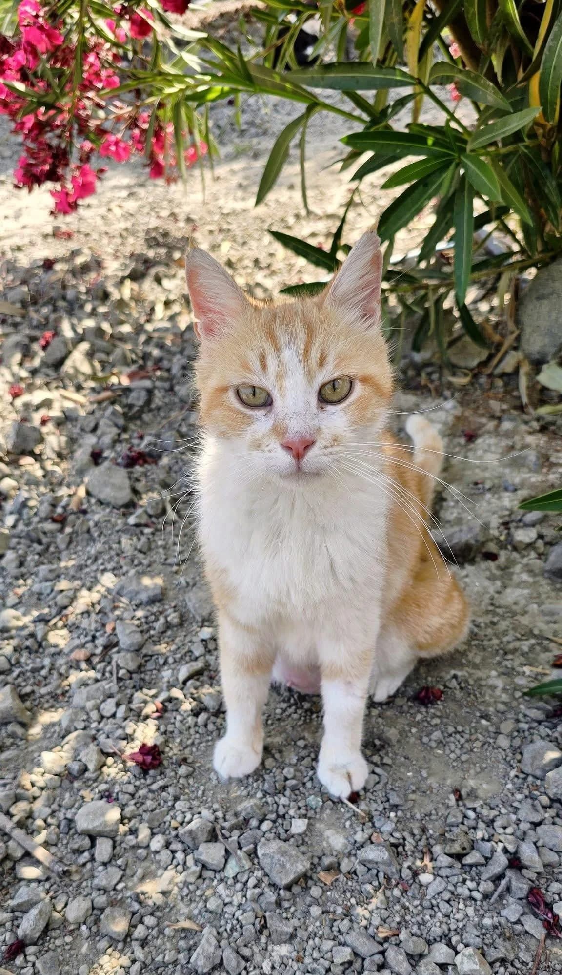 Chanel, female 3yo mixed breed for adoption at Heroes for Cyprus Cats / Zypernkatzen, Kirchheim bei München