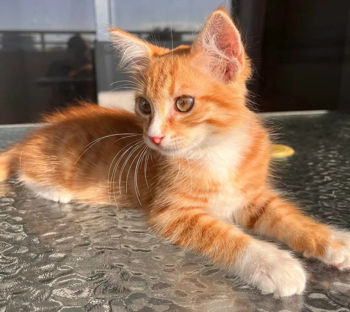 Ron 🐾 hat keine Angst mehr, male puppy mixed breed for adoption at Heroes for Cyprus Cats / Zypernkatzen, Kirchheim bei München