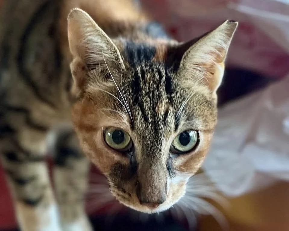 Vasilissa 🐾 die Wunderschöne, female young mixed breed for adoption at Heroes for Cyprus Cats / Zypernkatzen, Kirchheim bei München
