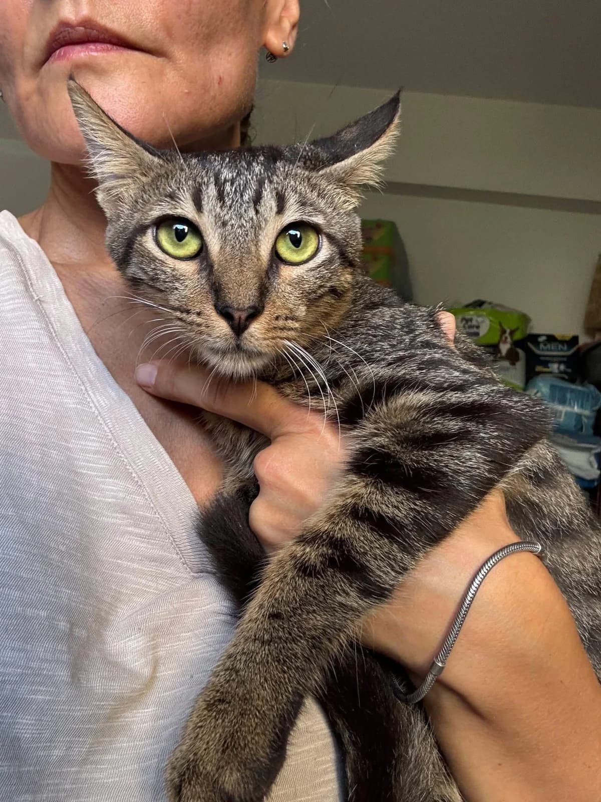 Leonidas🐾will mal löwenstark werden 🦁, male puppy mixed breed for adoption at Heroes for Cyprus Cats / Zypernkatzen, Kirchheim bei München