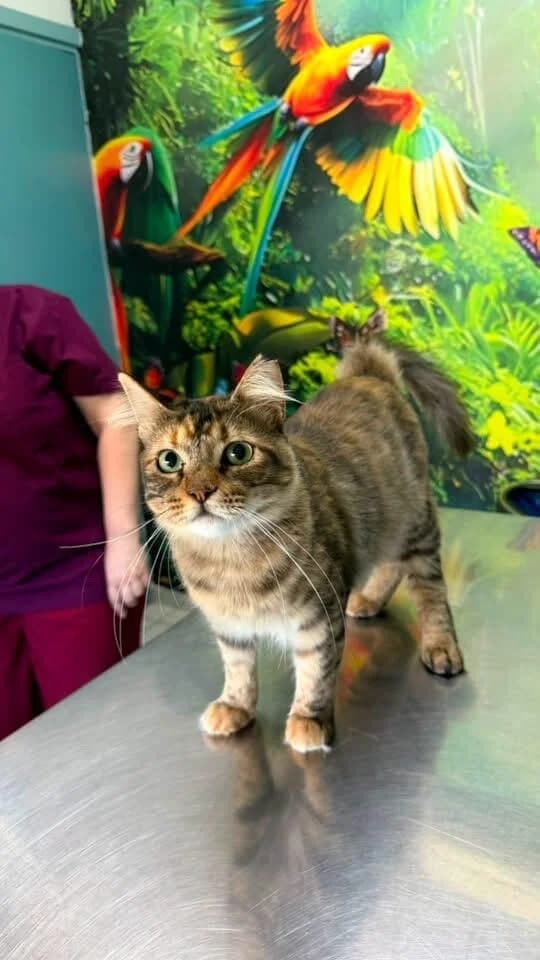Anikol 🐾 lebt im Schattenland, female young mixed breed for adoption at Heroes for Cyprus Cats / Zypernkatzen, Kirchheim bei München