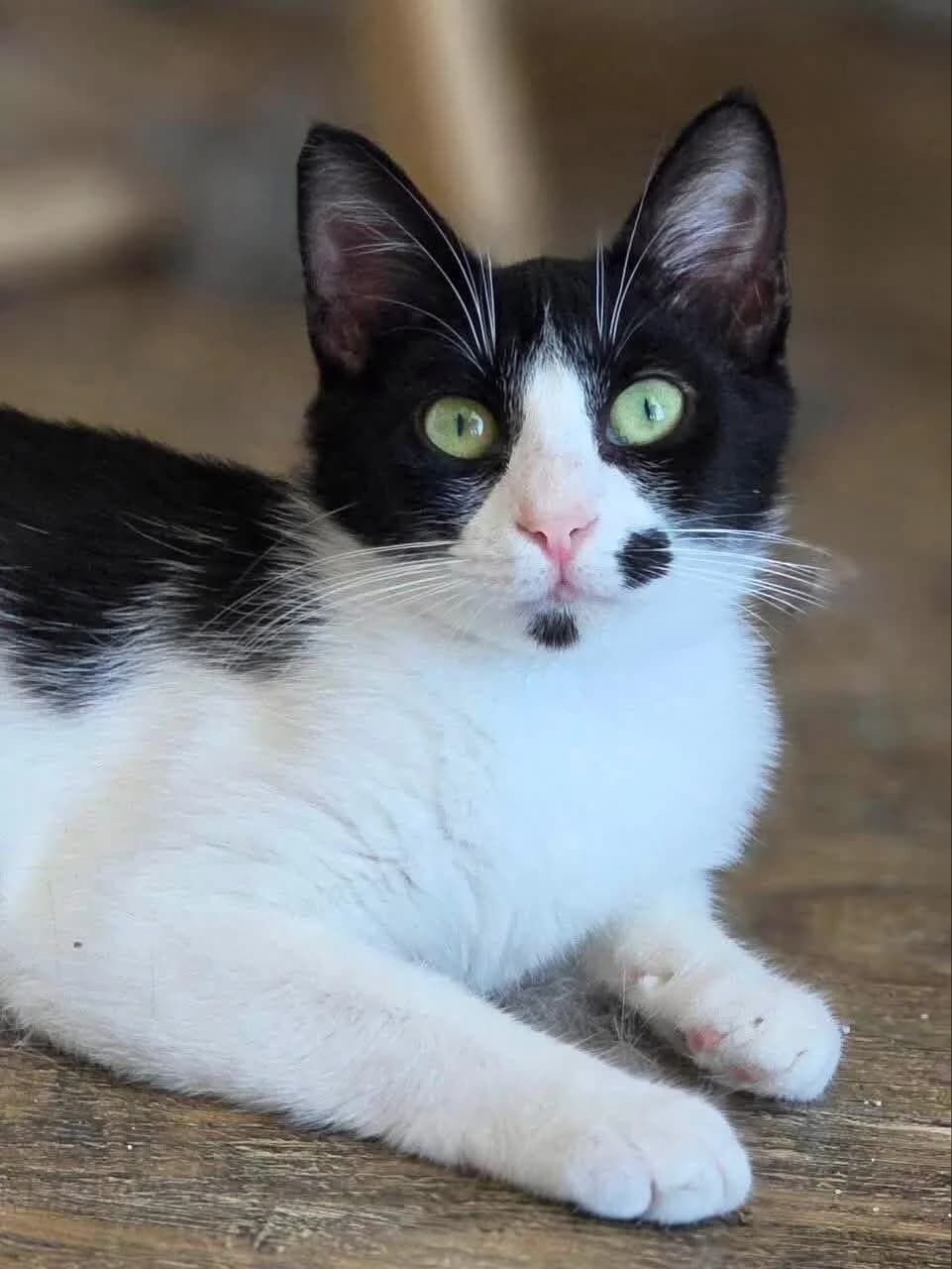 Petrushka 🐾 will Sicherheit, female puppy mixed breed for adoption at Heroes for Cyprus Cats / Zypernkatzen, Kirchheim bei München