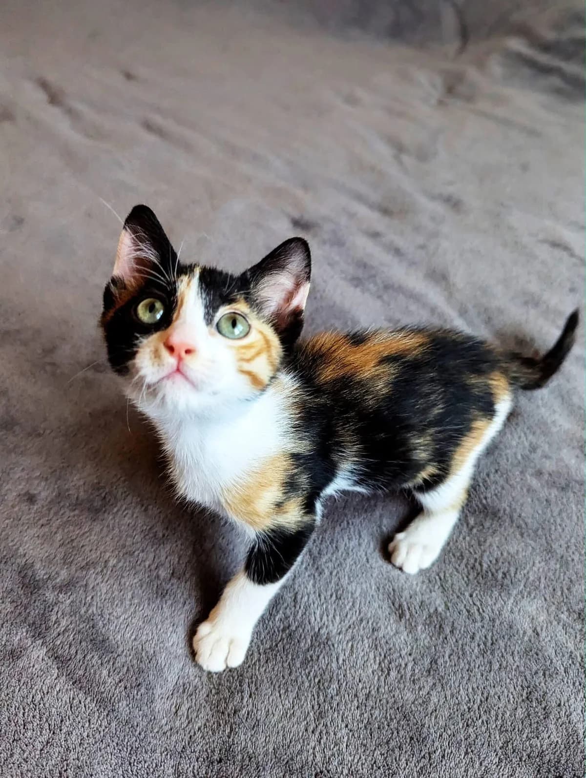 Kleo 🐾 mit den niedlichen rosa Füßchen 💕, female puppy mixed breed for adoption at Heroes for Cyprus Cats / Zypernkatzen, Kirchheim bei München