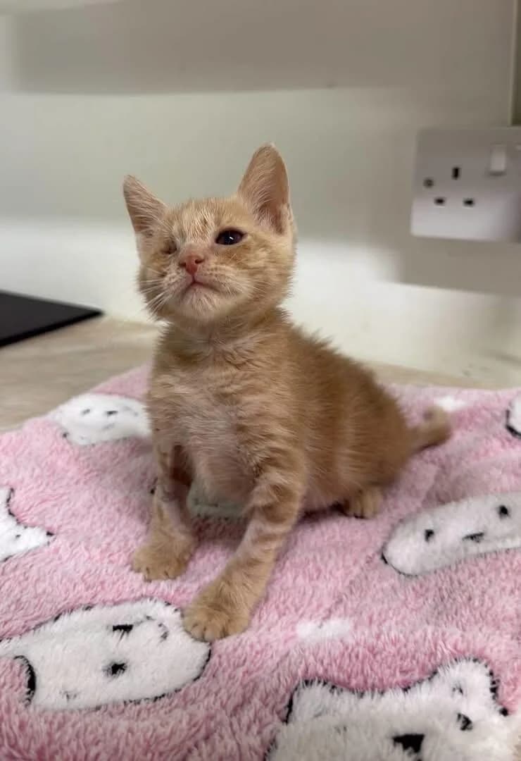 Uni 🐾, female puppy mixed breed for adoption at Heroes for Cyprus Cats / Zypernkatzen, Kirchheim bei München