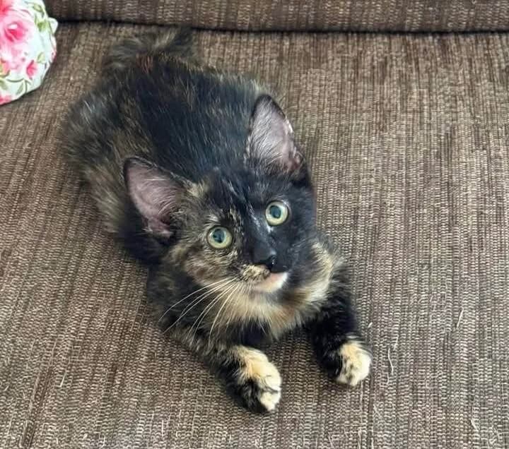 Alice 🐾, schwarz female puppy mixed breed for adoption at Heroes for Cyprus Cats / Zypernkatzen, Kirchheim bei München