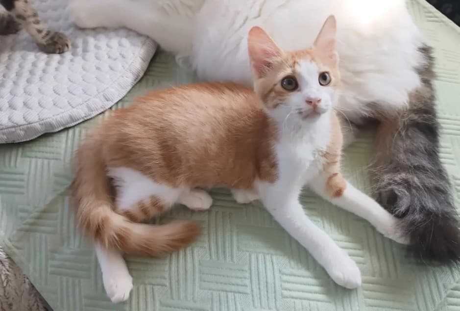 Livran 🐾 gar nicht schüchtern, male puppy mixed breed for adoption at Heroes for Cyprus Cats / Zypernkatzen, Kirchheim bei München