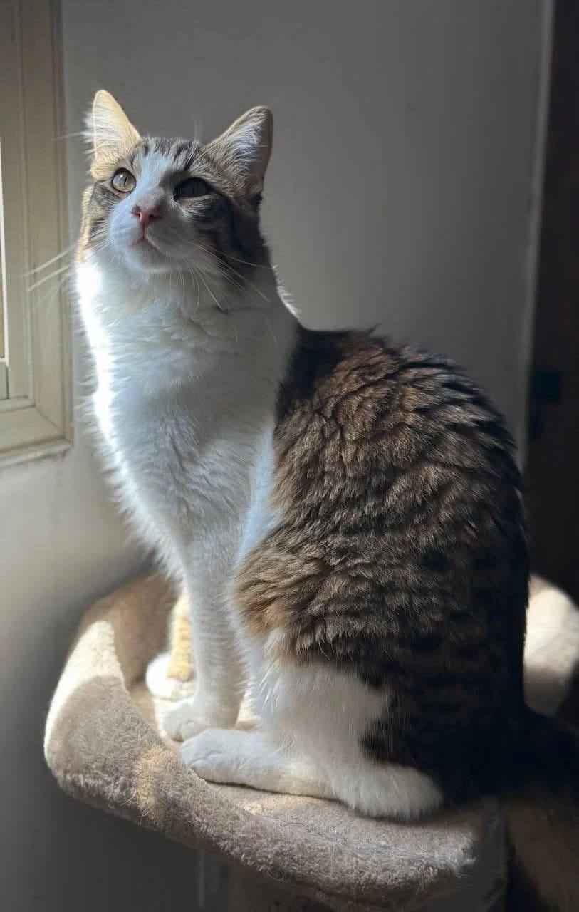 Tosha 🐾 muss sich auspowern, male young mixed breed for adoption at Heroes for Cyprus Cats / Zypernkatzen, Kirchheim bei München
