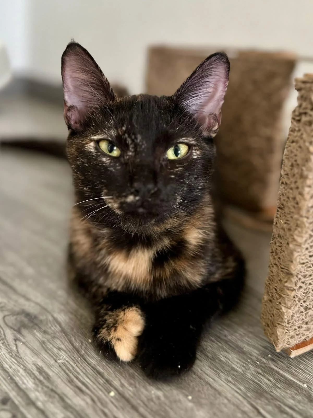 Cola 🐾 erfrischend spritzig, female young mixed breed for adoption at Heroes for Cyprus Cats / Zypernkatzen, Kirchheim bei München
