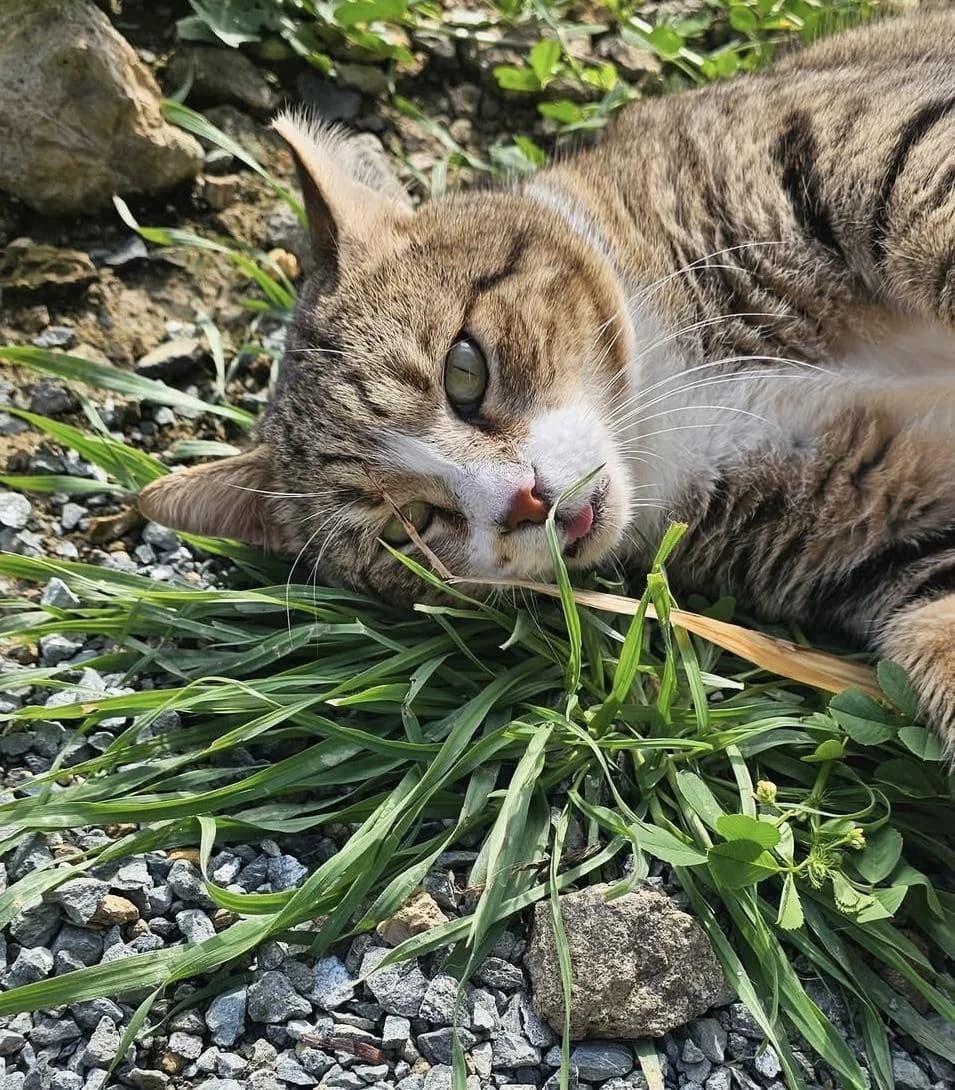 Hardy, male 4yo mixed breed for adoption at Heroes for Cyprus Cats / Zypernkatzen, Kirchheim bei München