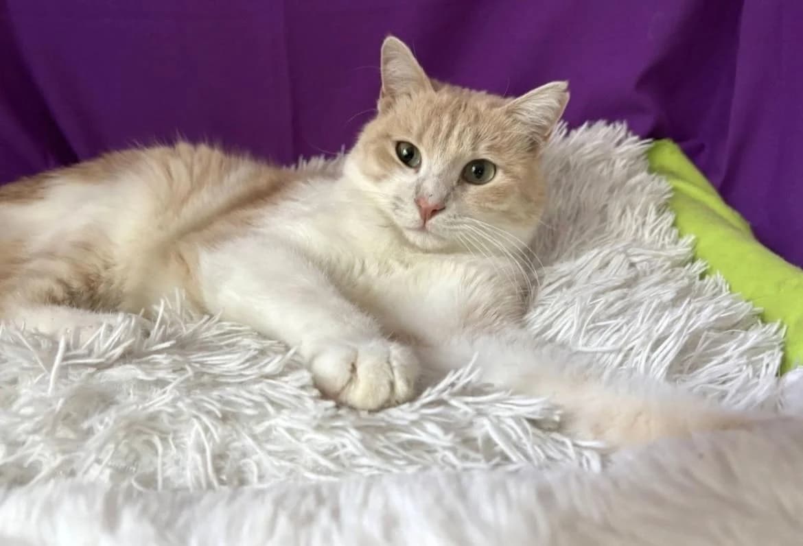 Tima, male young mixed breed for adoption at Heroes for Cyprus Cats / Zypernkatzen, Kirchheim bei München