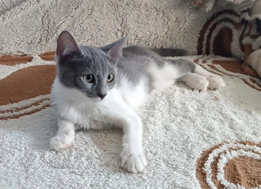 Venera 🐾 kennt Kinder, grau female puppy mixed breed for adoption at Heroes for Cyprus Cats / Zypernkatzen, Kirchheim bei München