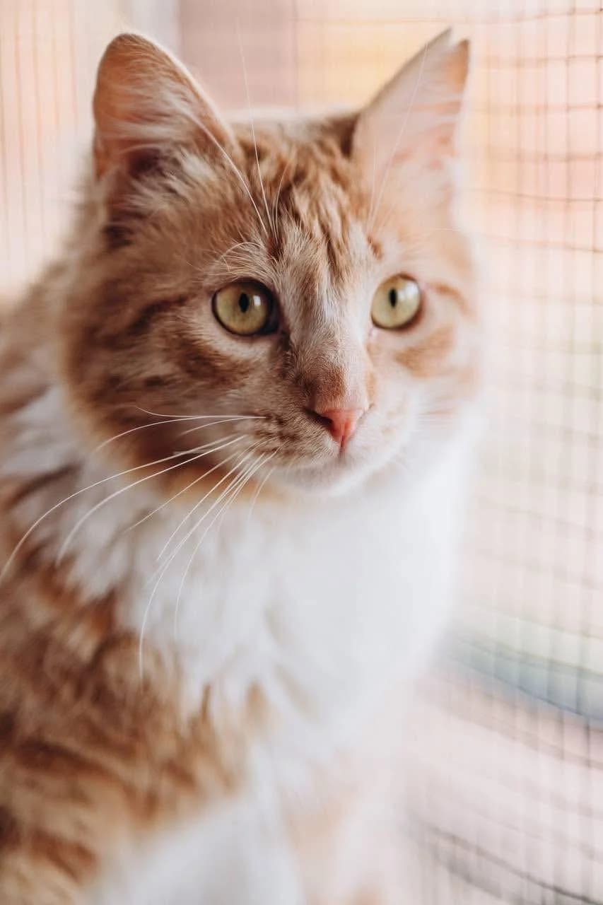 Santana 🐾 die Königin 👑, female young mixed breed for adoption at Heroes for Cyprus Cats / Zypernkatzen, Kirchheim bei München