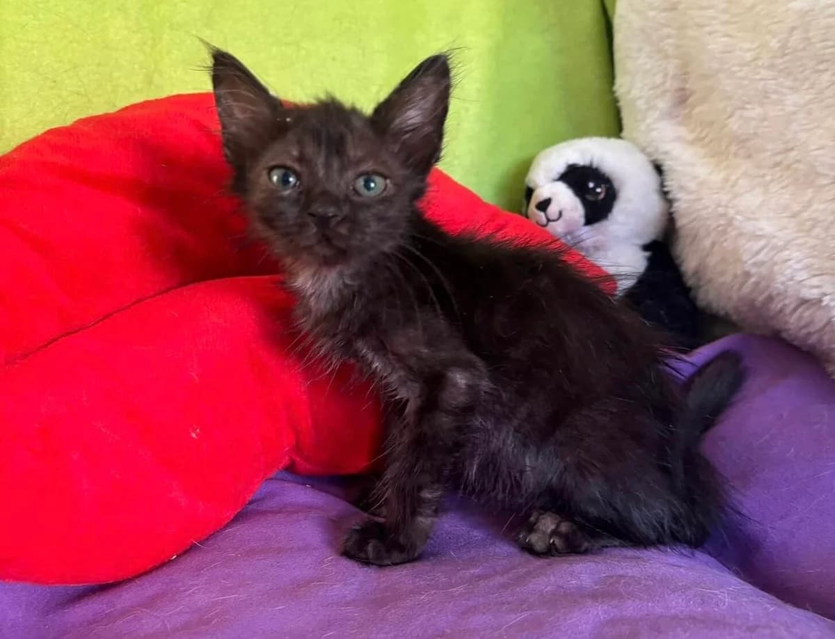 Ella 🐾 wurde entsorgt wie Müll, female puppy mixed breed for adoption at Heroes for Cyprus Cats / Zypernkatzen, Kirchheim bei München