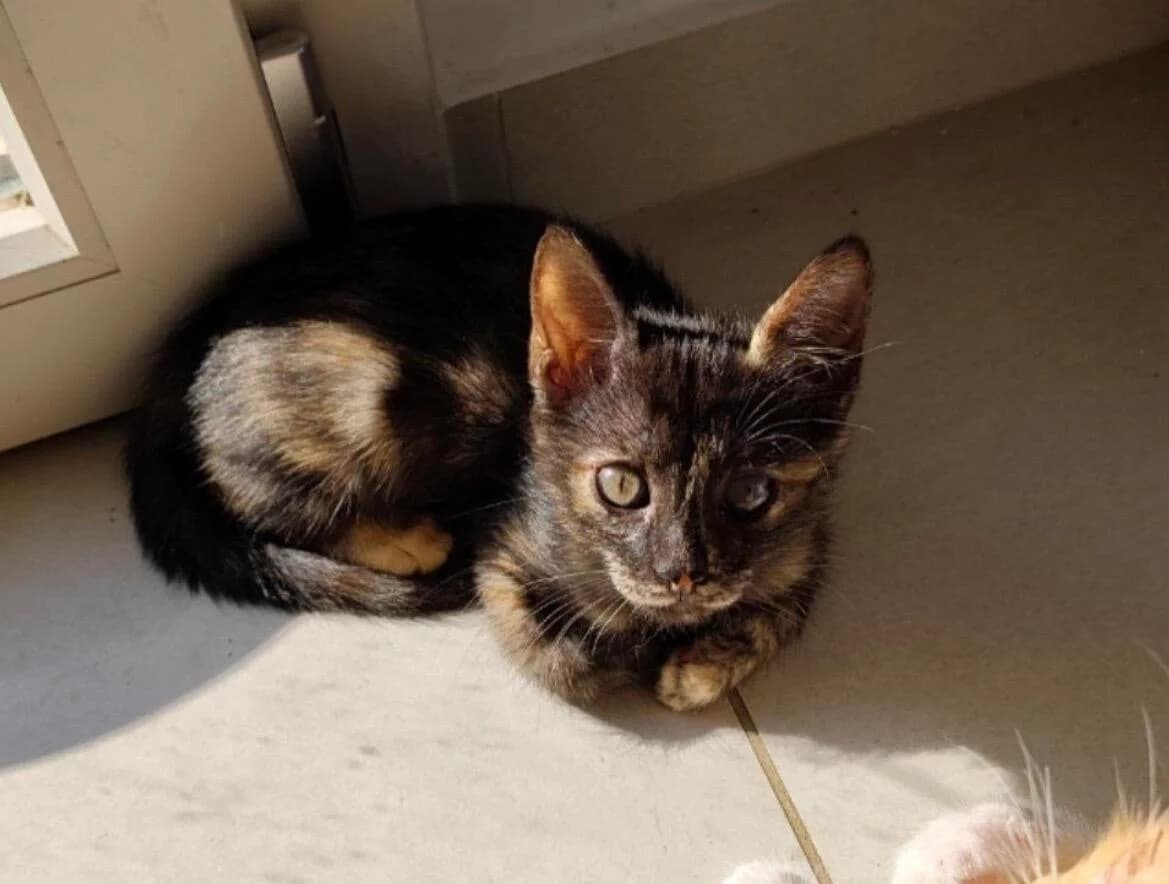 Bembi 🐾 kommt aus ihrem Schneckenhaus, weiß female puppy mixed breed for adoption at Heroes for Cyprus Cats / Zypernkatzen, Kirchheim bei München