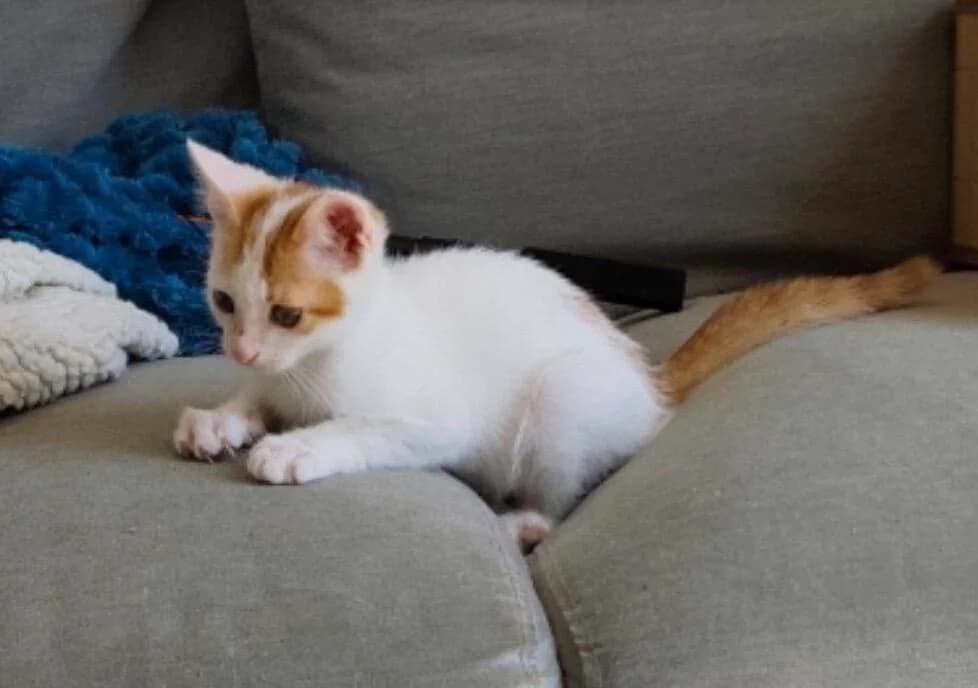 Livi 🐾, male puppy mixed breed for adoption at Heroes for Cyprus Cats / Zypernkatzen, Kirchheim bei München