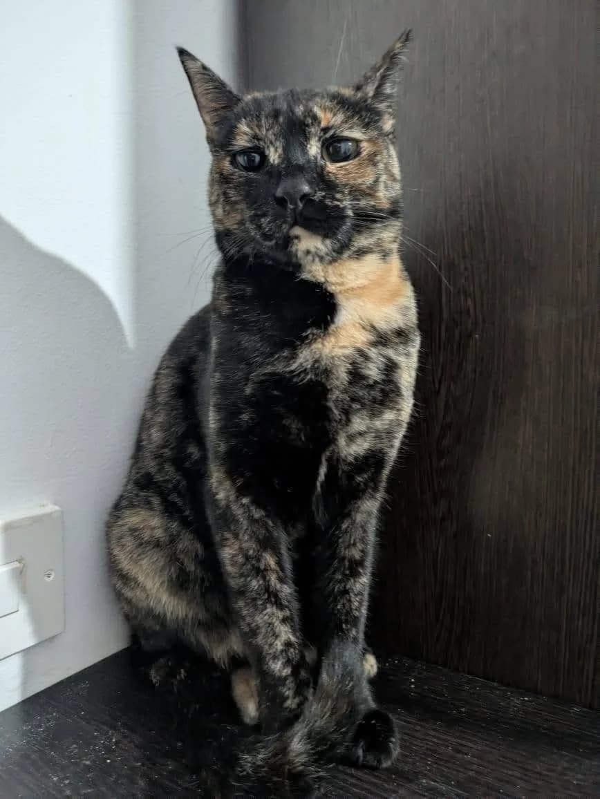 Donna 🐾 will neues Leben beginnen, female young mixed breed for adoption at Heroes for Cyprus Cats / Zypernkatzen, Kirchheim bei München