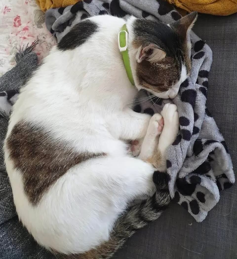 Snezhka 🐾 die Schneeflocke ❄️, weiß female 3yo mixed breed for adoption at Heroes for Cyprus Cats / Zypernkatzen, Kirchheim bei München