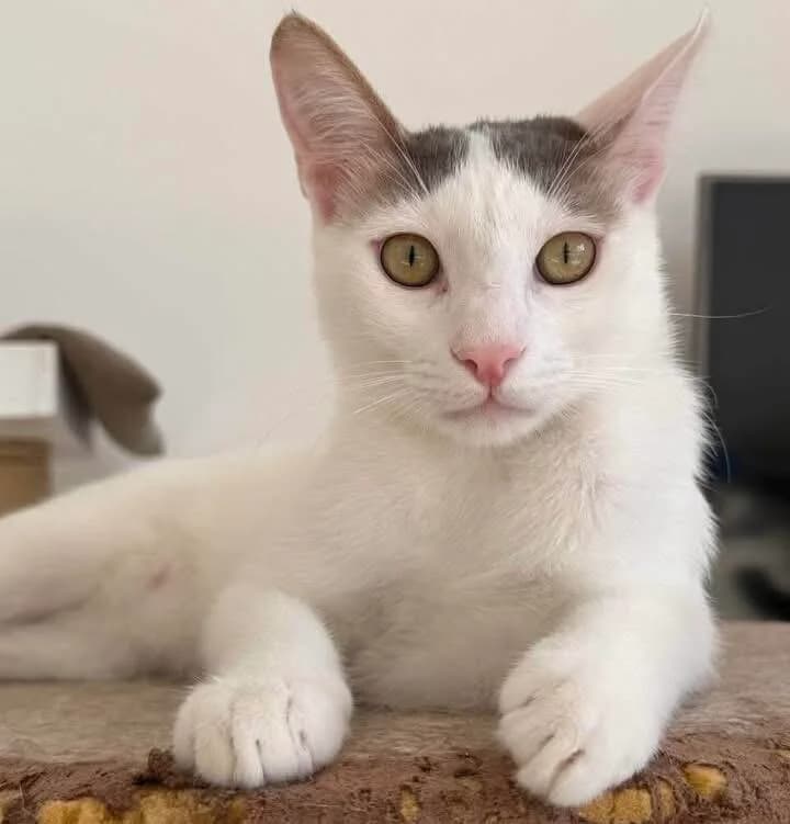Zephir 🐾 der Entertainer, male puppy mixed breed for adoption at Heroes for Cyprus Cats / Zypernkatzen, Kirchheim bei München