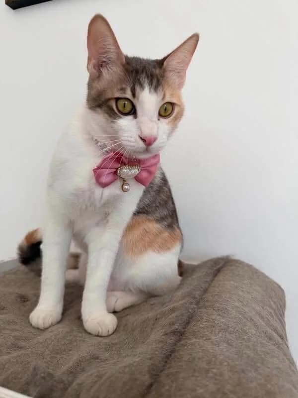 Atena 🐾 die Plaudertasche, female puppy mixed breed for adoption at Heroes for Cyprus Cats / Zypernkatzen, Kirchheim bei München