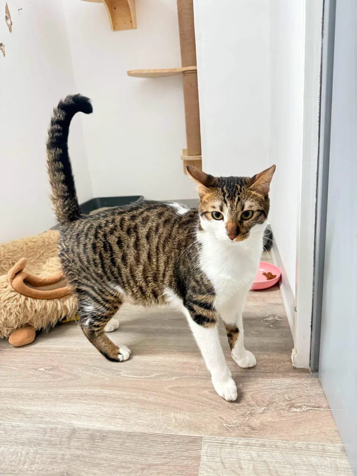 Q, male young mixed breed for adoption at Heroes for Cyprus Cats / Zypernkatzen, Kirchheim bei München