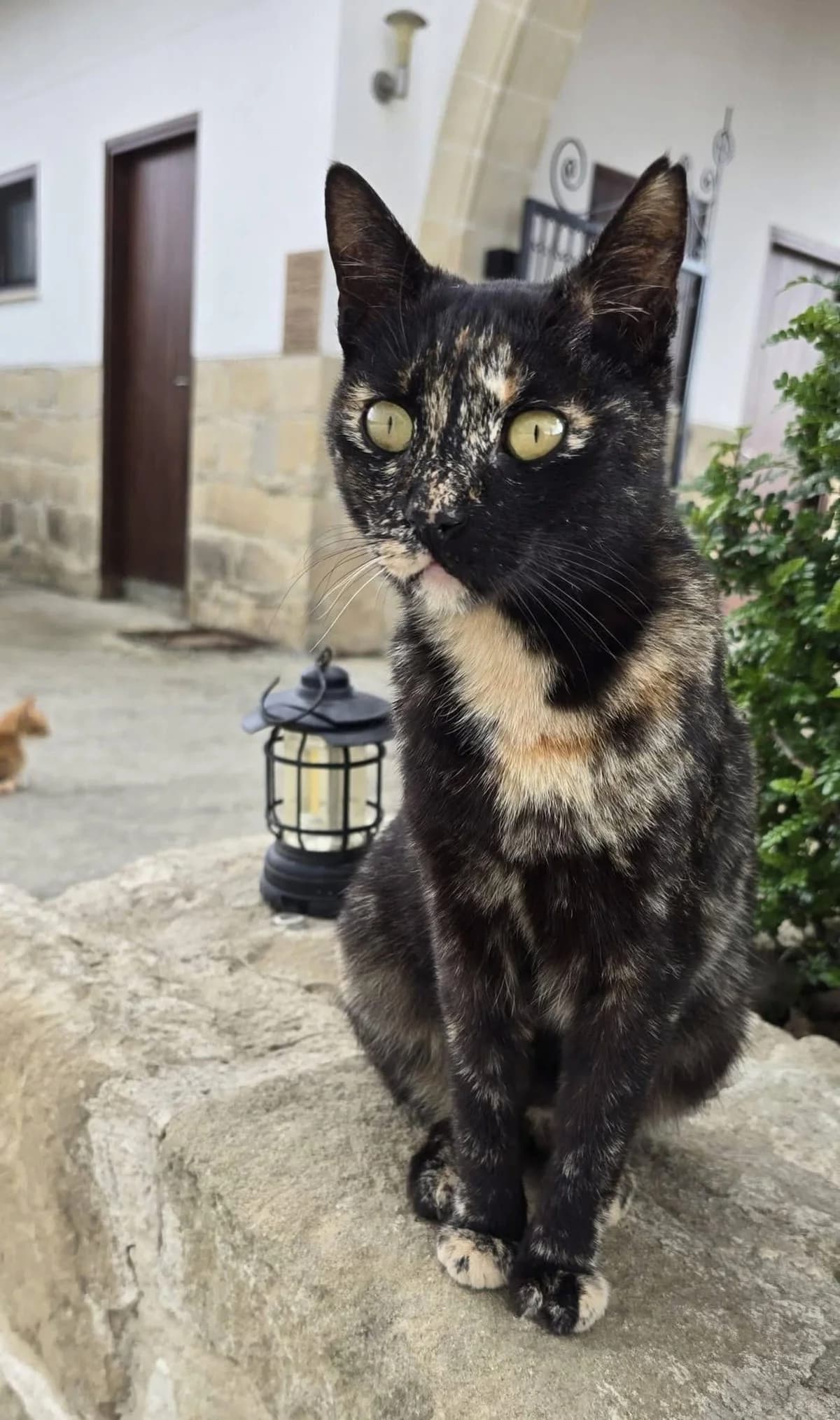 Flekie 🐾 will aus der Kolonie ausziehen, female young mixed breed for adoption at Heroes for Cyprus Cats / Zypernkatzen, Kirchheim bei München