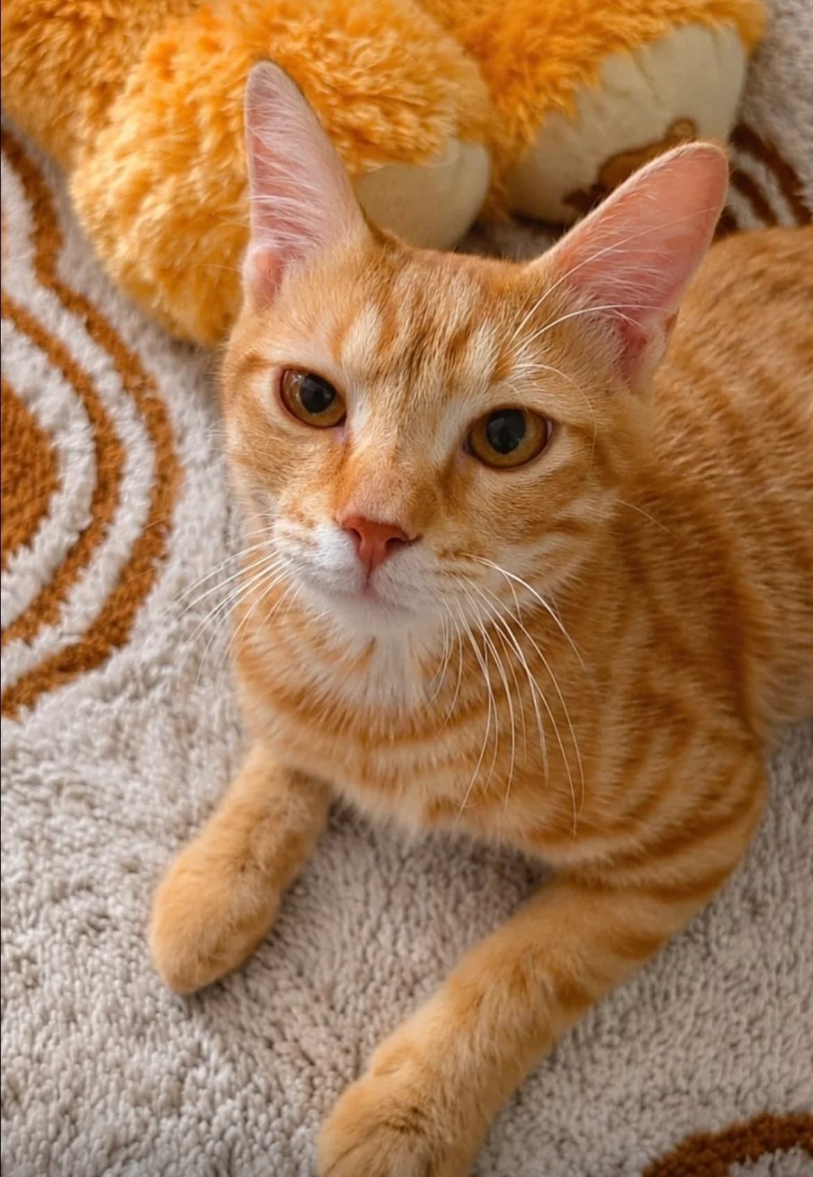 Quentin 🐾 der kleine Angsthase 🐰, male puppy mixed breed for adoption at Heroes for Cyprus Cats / Zypernkatzen, Kirchheim bei München