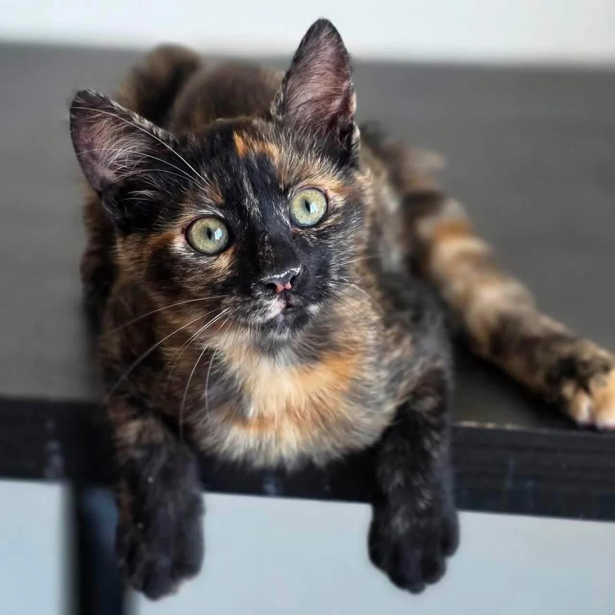 Lunna 🐾, female puppy mixed breed for adoption at Heroes for Cyprus Cats / Zypernkatzen, Kirchheim bei München
