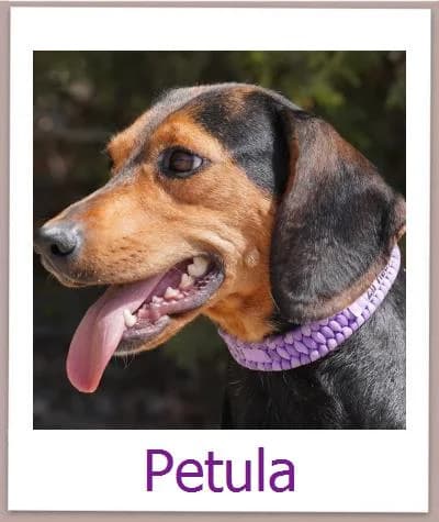 Petula, Mixed Breed for adoption at Zypernpfoten in Not e.V.