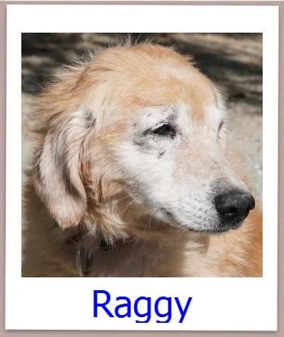 Raggy, Mixed Breed for adoption at Zypernpfoten in Not e.V.