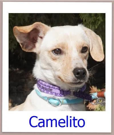 Camelito, Mixed Breed for adoption at Zypernpfoten in Not e.V.