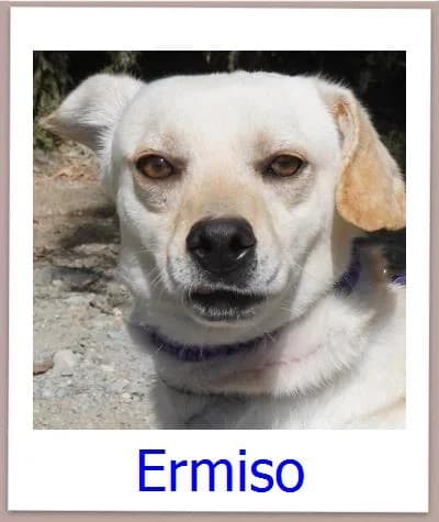 Ermiso, Mixed Breed for adoption at Zypernpfoten in Not e.V.