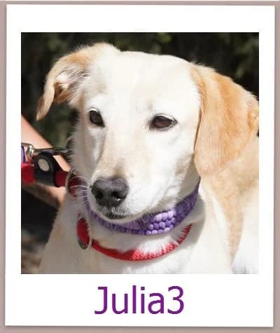 Julia3, Mixed Breed for adoption at Zypernpfoten in Not e.V.