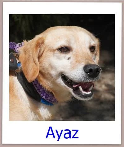 Ayaz, Mixed Breed for adoption at Zypernpfoten in Not e.V.