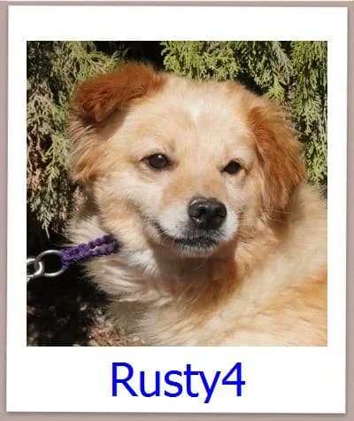 Rusty4, Mixed Breed for adoption at Zypernpfoten in Not e.V.