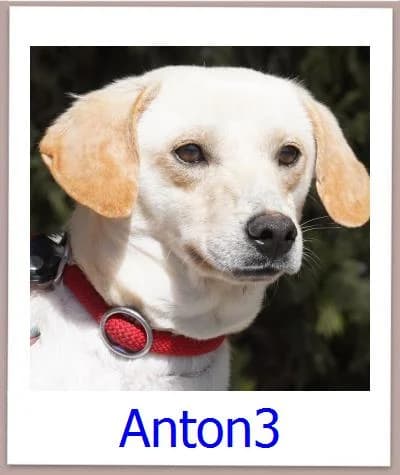Anton3, Mixed Breed for adoption at Zypernpfoten in Not e.V.