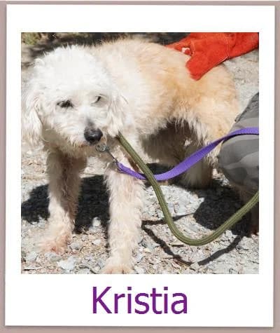 Kristia, Mixed Breed for adoption at Zypernpfoten in Not e.V.