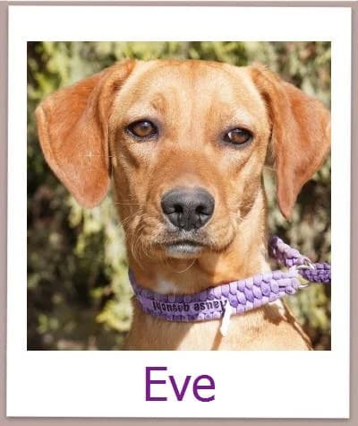 Eve, Mixed Breed for adoption at Zypernpfoten in Not e.V.