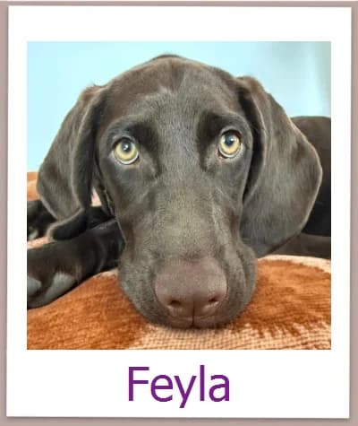Feyla, Mixed Breed for adoption at Zypernpfoten in Not e.V.