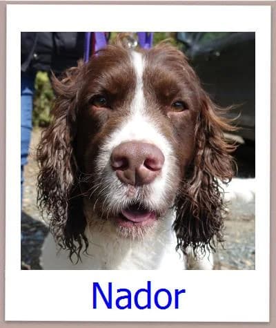 Nador, Mixed Breed for adoption at Zypernpfoten in Not e.V.