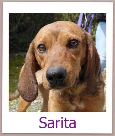 Sarita, Mixed Breed for adoption at Zypernpfoten in Not e.V.
