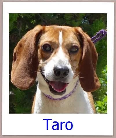 Taro, Mixed Breed for adoption at Zypernpfoten in Not e.V.
